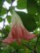 Datura or Angels Trumpet